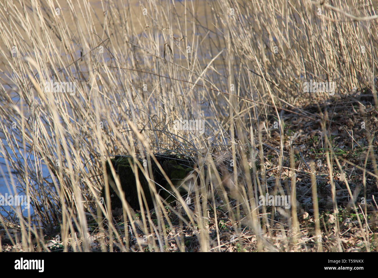 Wald fiume Fluss forrest Pflanzen Foto Stock