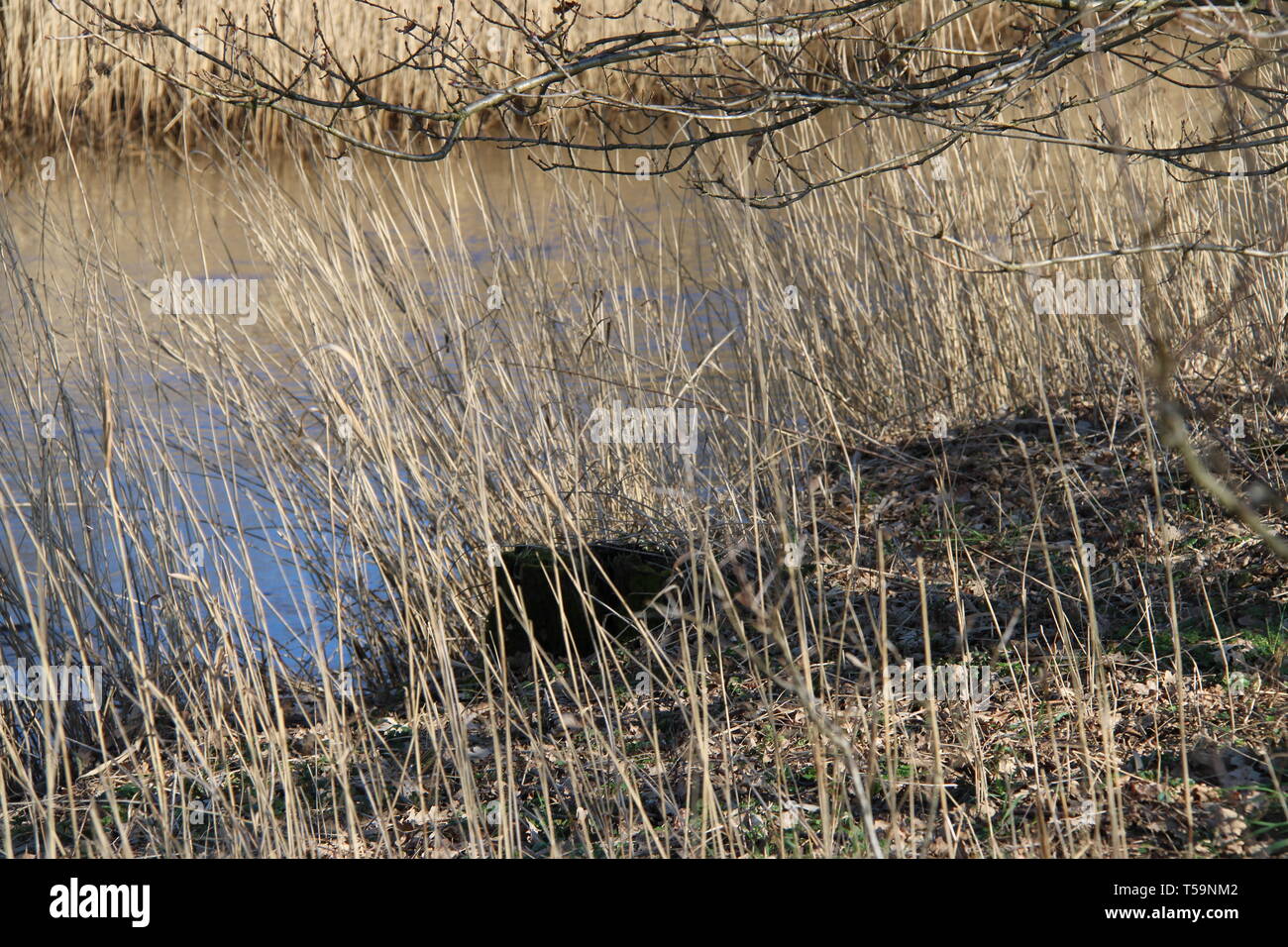 Wald fiume Fluss forrest Pflanzen Foto Stock