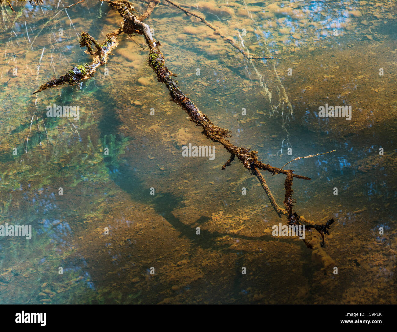 Moss ramo coperto con l'ombra su acqua con sky riflessioni. Foto Stock