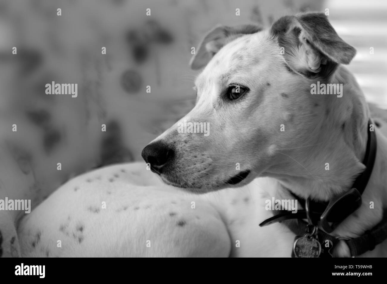 Profilo di pensosa cane in bianco e nero Foto Stock