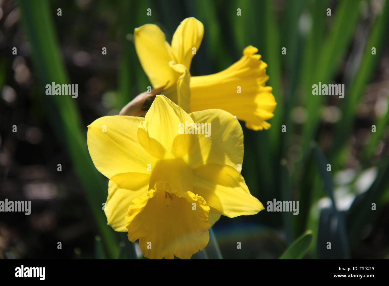Narzisse Osterglocke gelb blühen Blumen Frühling Foto Stock