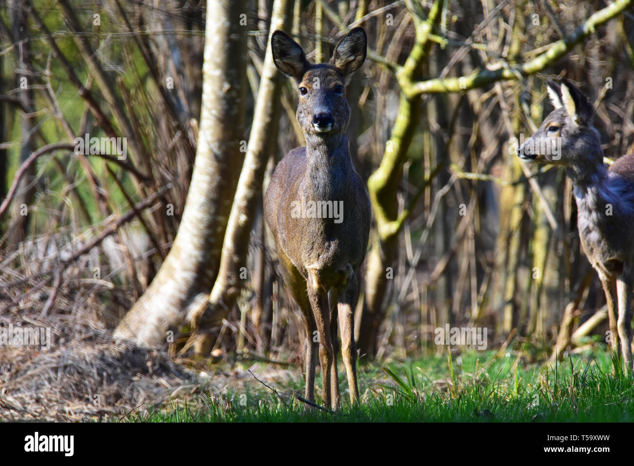 Deer in piedi su un prato di un guardando al fotografo. Foto Stock