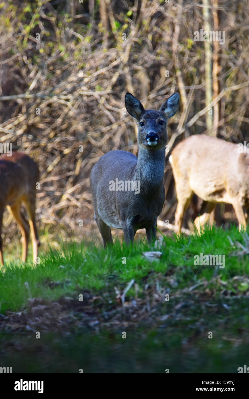 Deer in piedi su un prato di un guardando al fotografo. Foto Stock