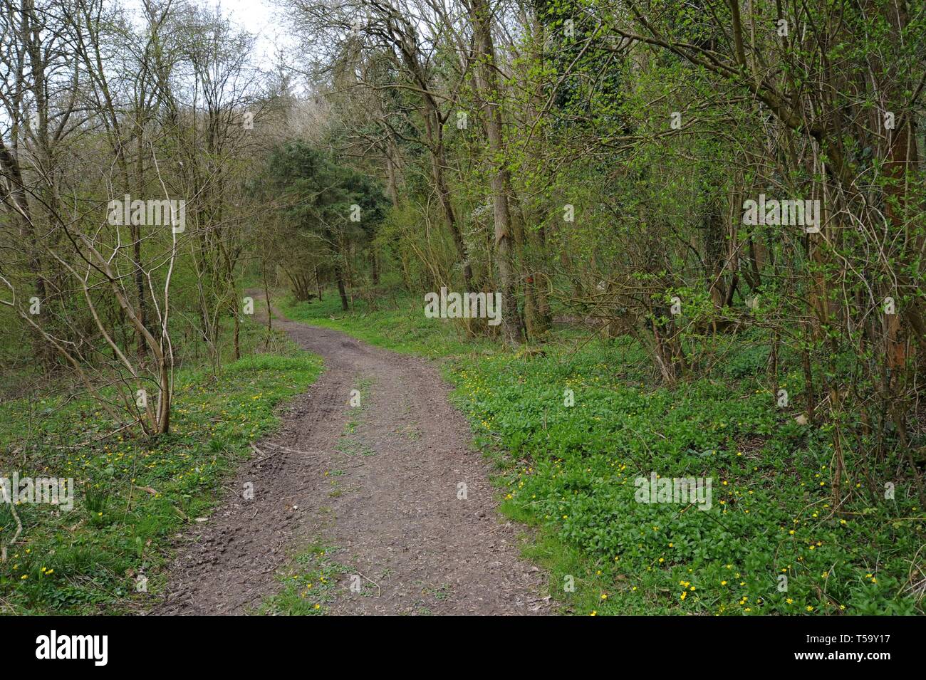 Una traccia di registrazione nello Shropshire boschi in primavera Foto Stock