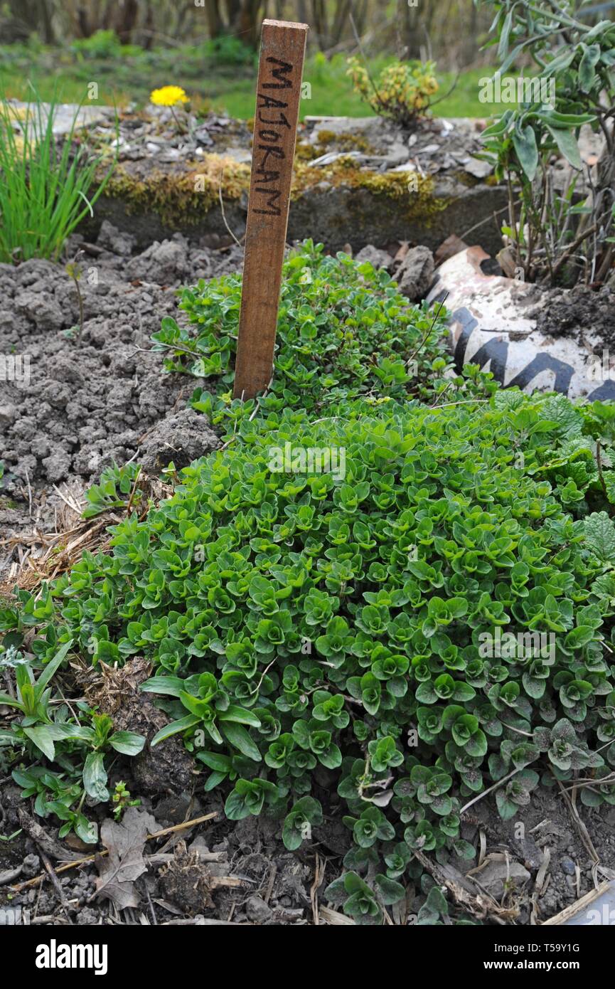 Maggiorana (Origanum majorana) pianta che cresce in un inglese un giardino di erbe aromatiche Foto Stock
