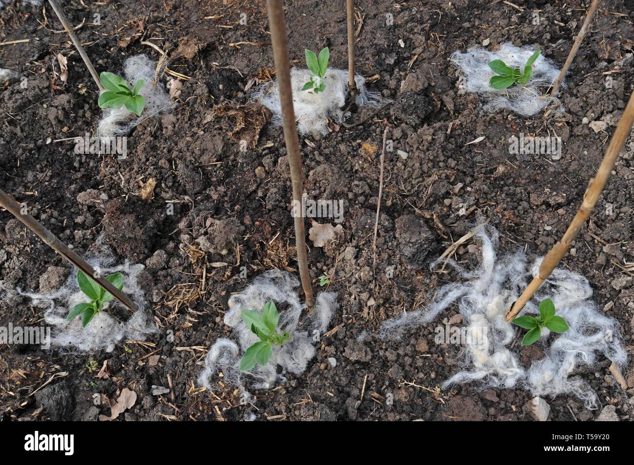 Giovani fava (Vicia faba) piante che mostra la lana di ovini utilizzato come un verde naturale giardinaggio deterrente slug Foto Stock