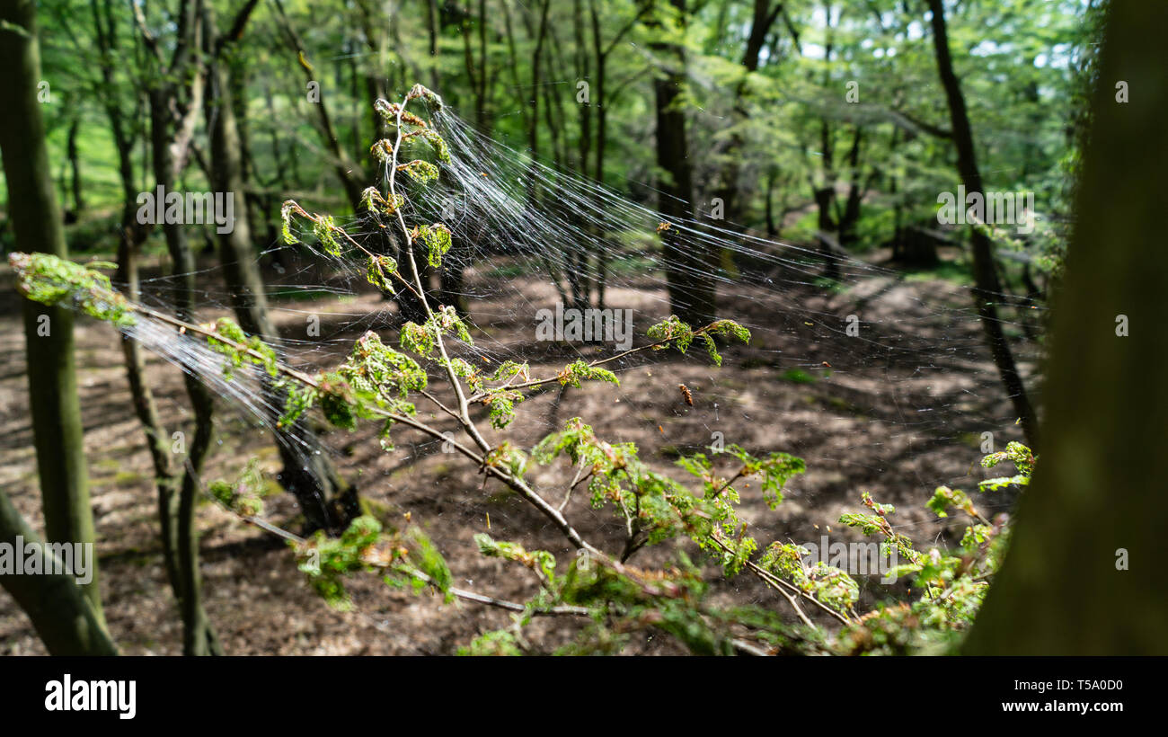 Cankerworm larva di seta, Gypsy Moth bruchi, copertura di alberi da bosco Foto Stock