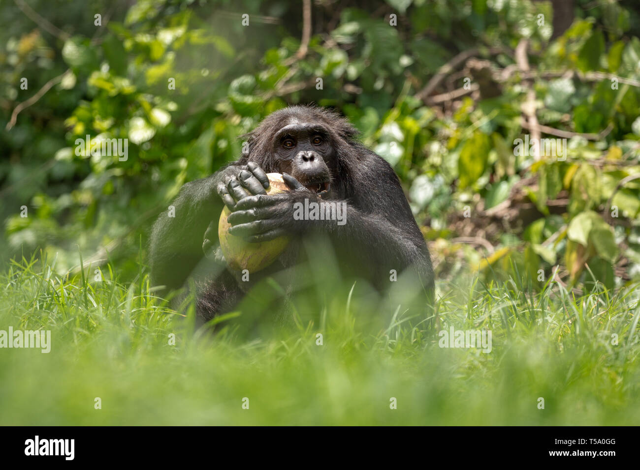 Nigeria-Cameroon scimpanzé di mangiare una noce di cocco nella giungla Buanchor, Afi montagna, Nigeria meridionale Foto Stock