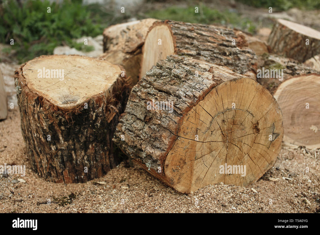 Grandi tronchi di quercia a secco di legna per camino Foto stock