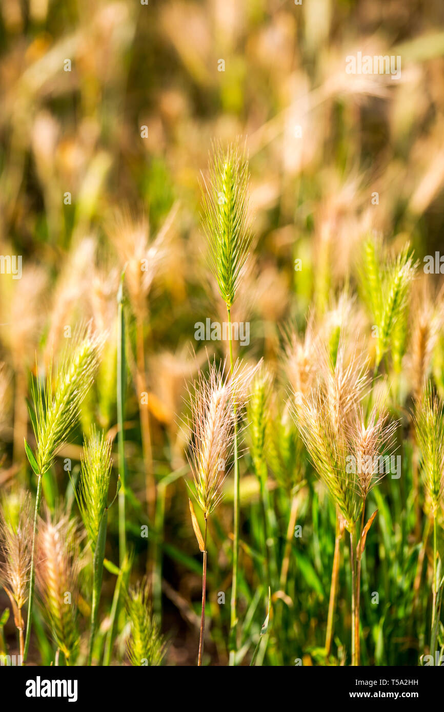 Hordeum murinum, False orzo sfondo. Messa a fuoco selettiva. Foto verticale Foto Stock