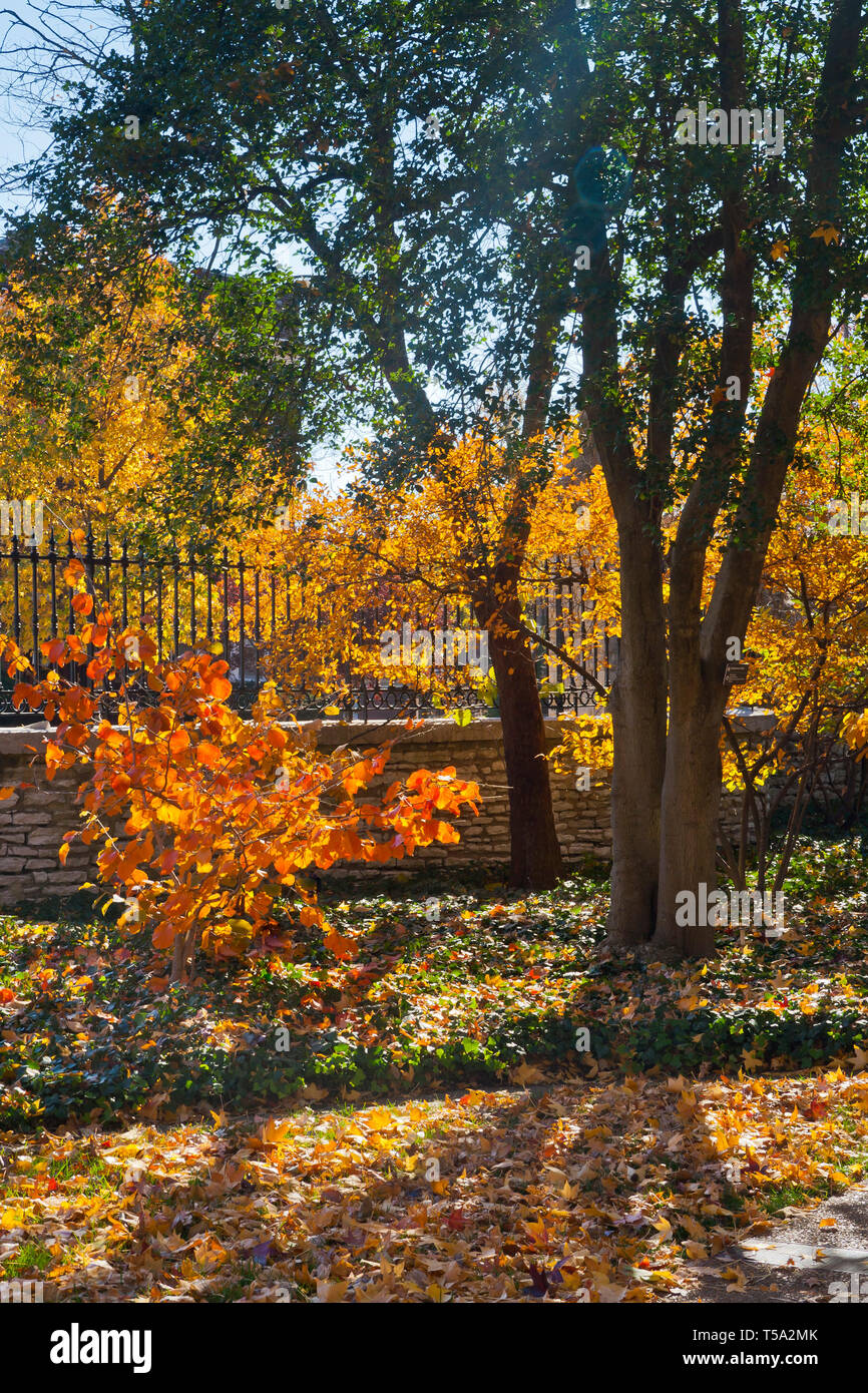Amamelide boccola arancione con fogliame di autunno nella parte anteriore di una recinzione al giardino botanico del Missouri su una mattina di novembre. Foto Stock