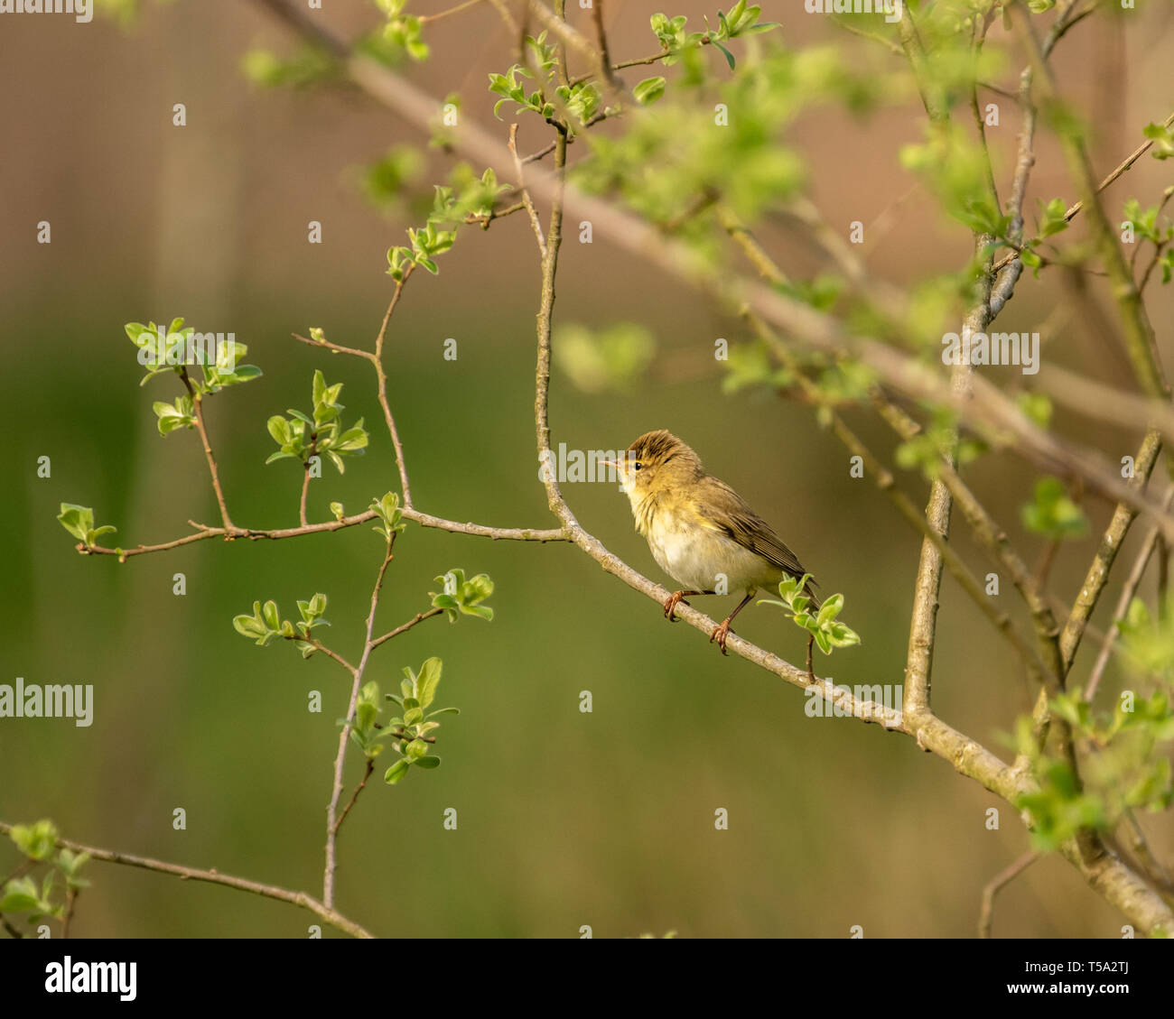 Raro Willow trillo di riposo in una struttura ad albero Llyn Gwynant camp site, il Galles del Nord. Foto Stock