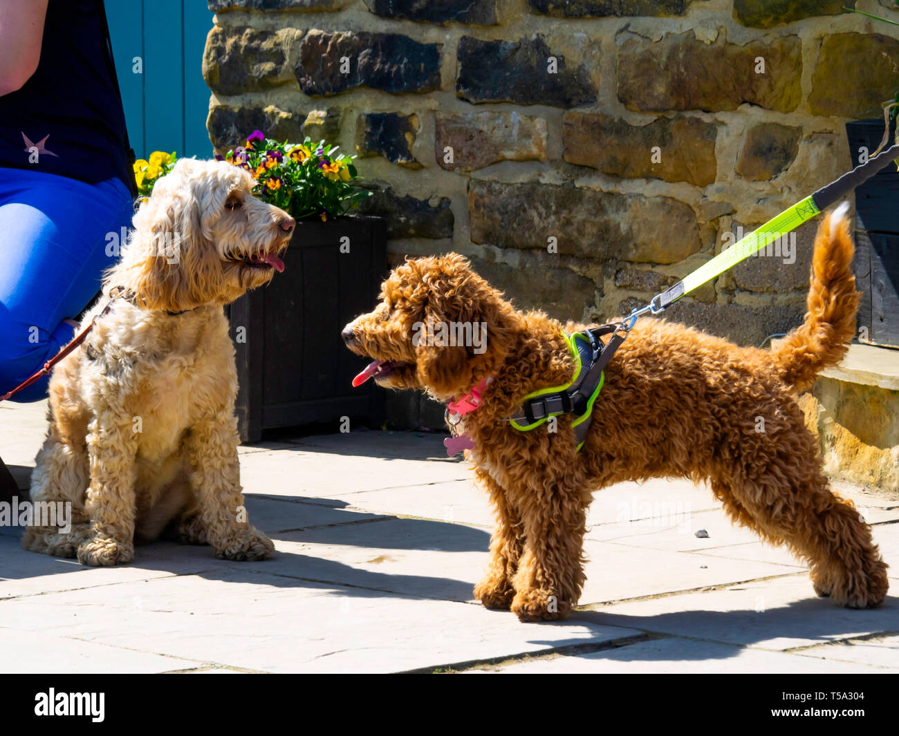 Due di razza mista designer cani incontro a un cafe' all'aperto nel North Yorkshire Foto Stock