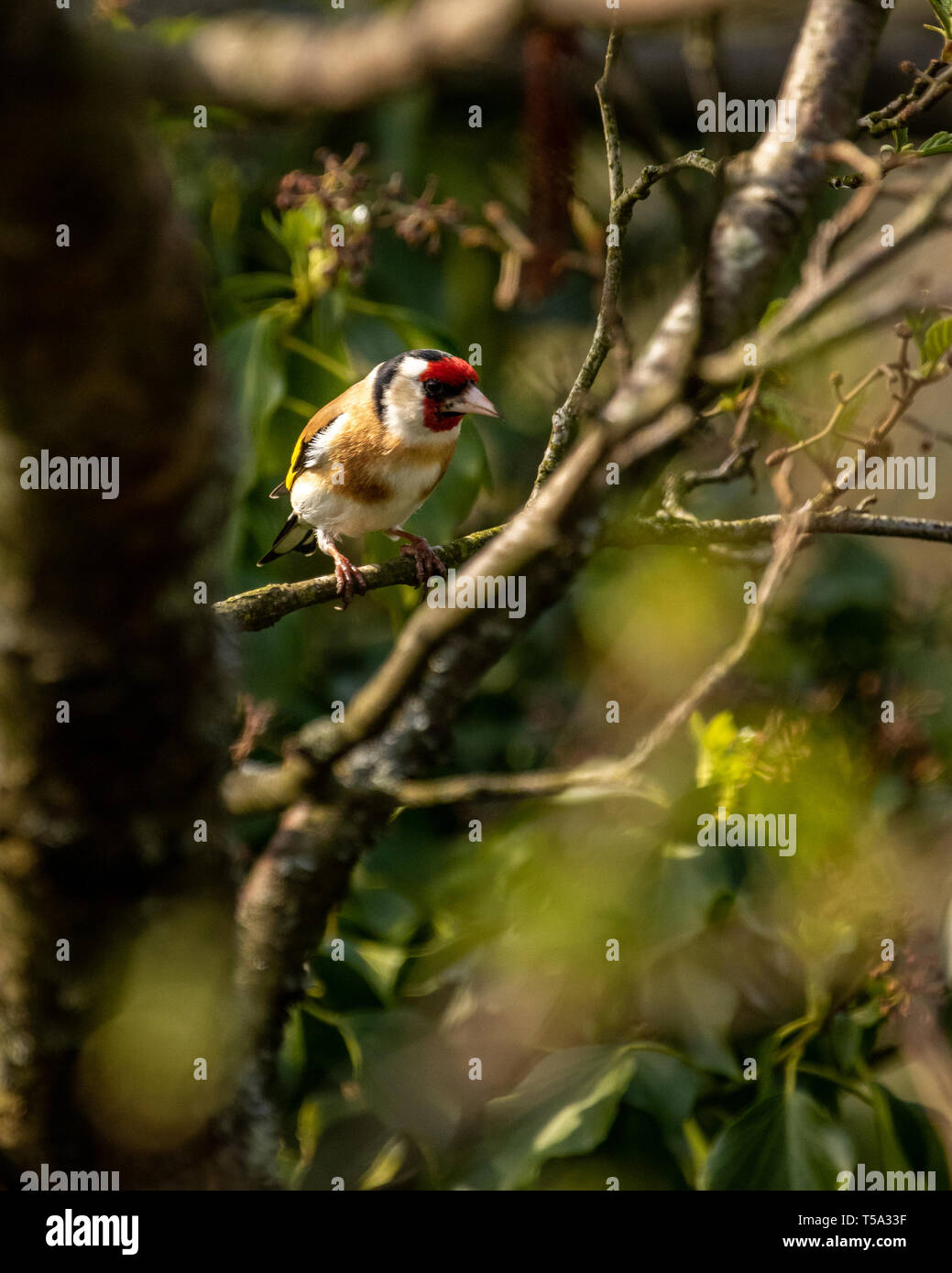 Cardellino Appollaiato tra gli alberi attorno Glaslyn Osprey progetto vicino a Porthmadog Foto Stock