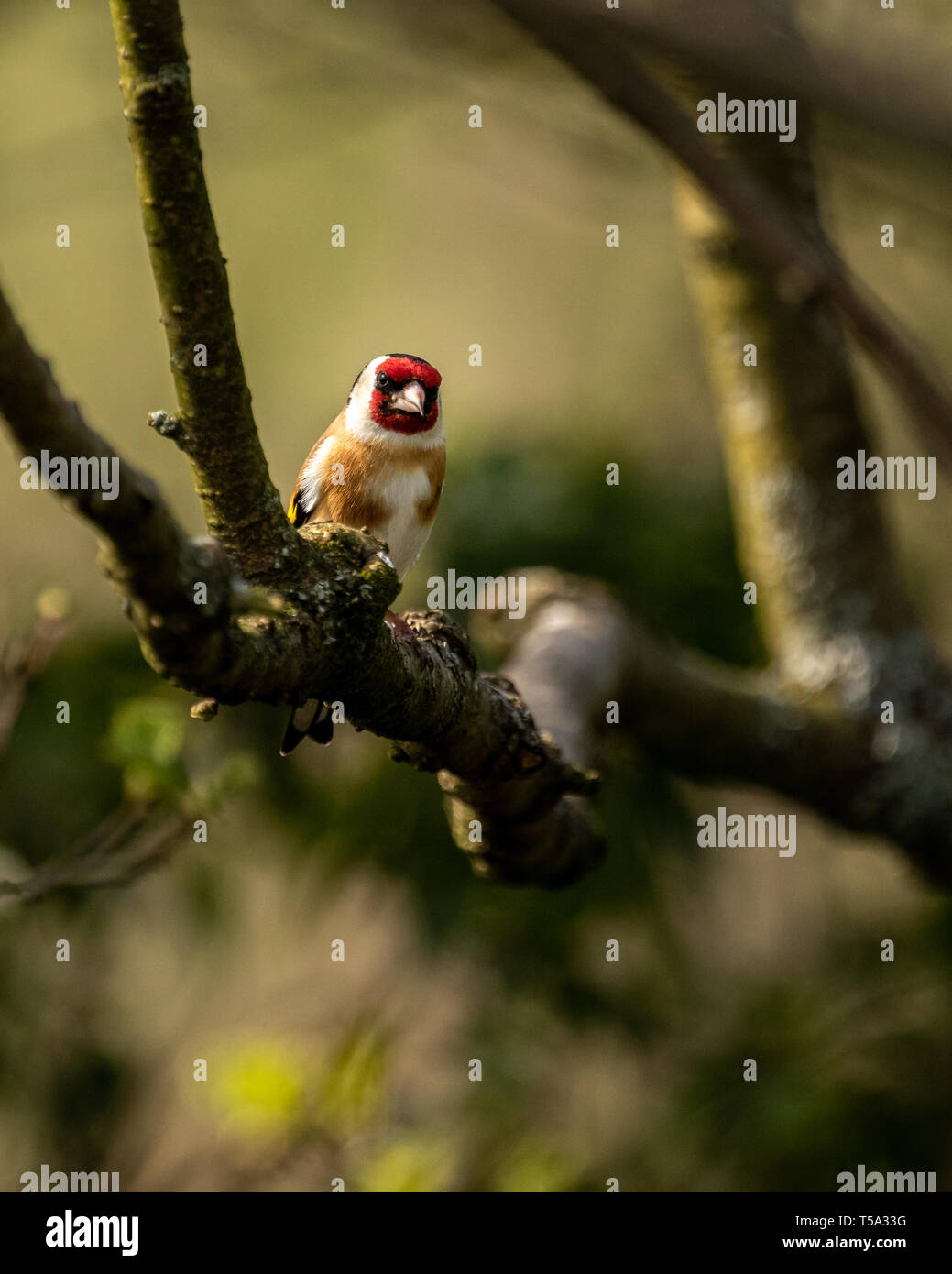 Cardellino Appollaiato tra gli alberi attorno Glaslyn Osprey progetto vicino a Porthmadog Foto Stock