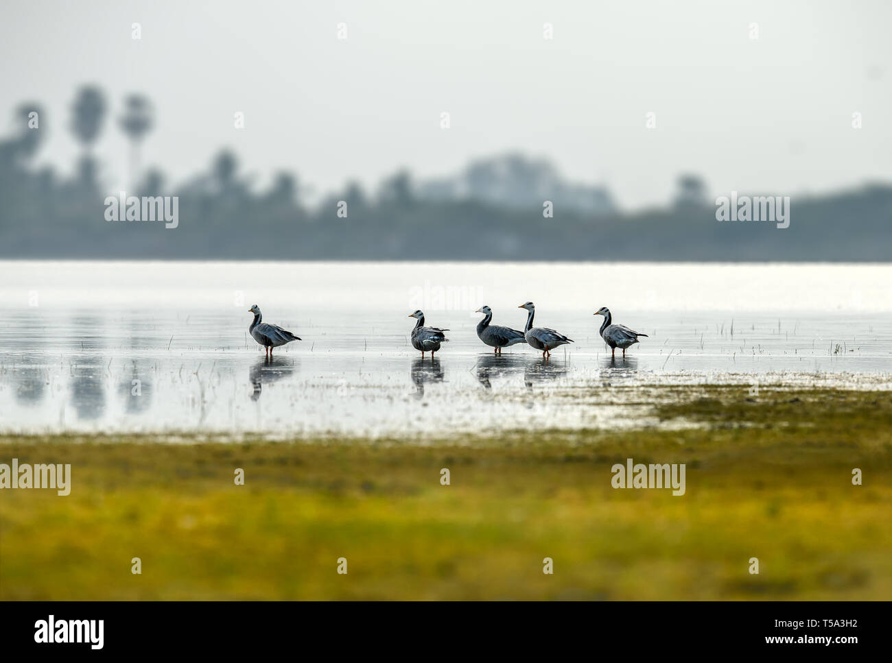 Bar capo-famiglia d'oca - pulcini seguenti genitore. Il bar-headed Goose è un oca che le razze in Asia centrale in colonie di migliaia di laghi Foto Stock