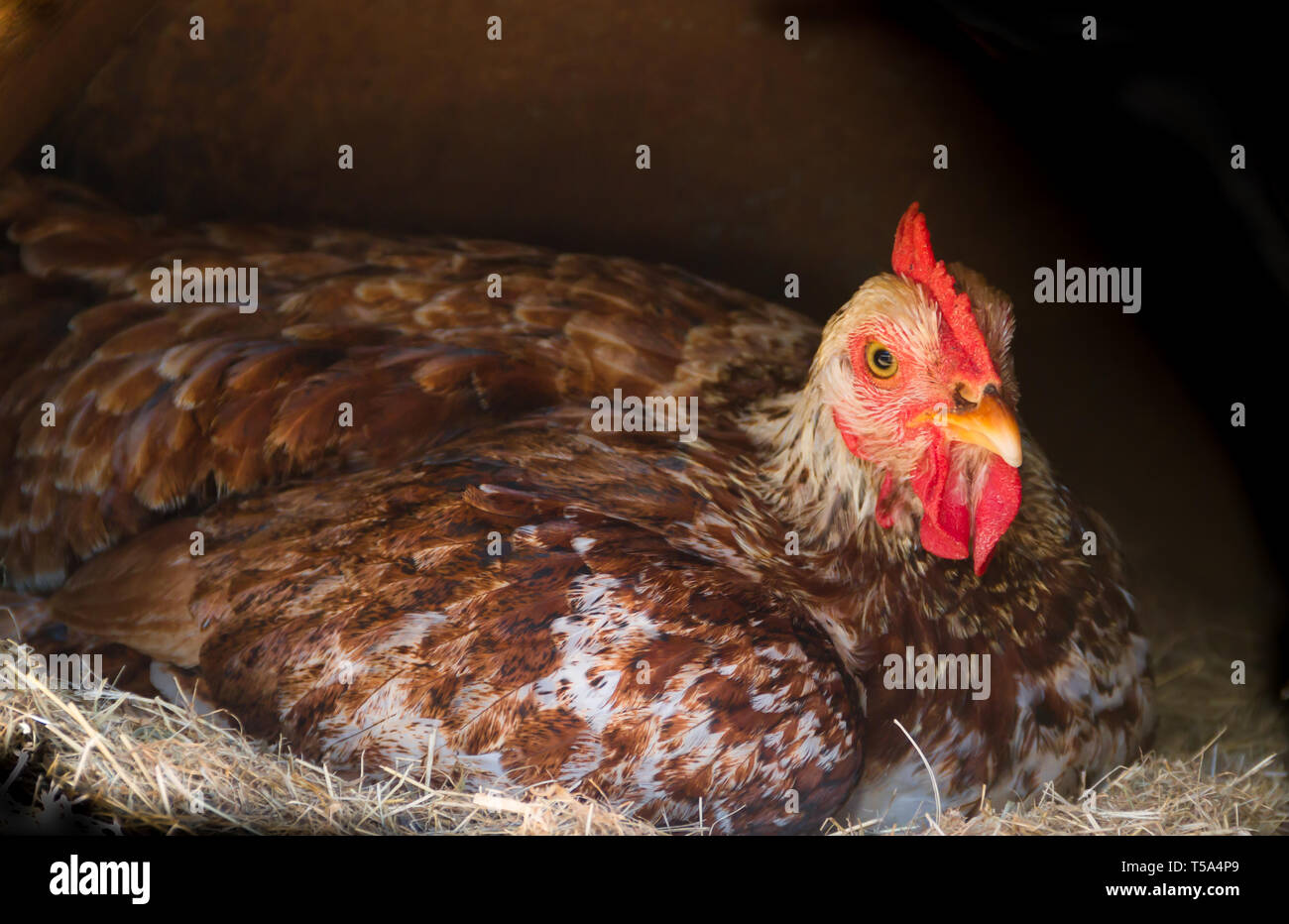 Broody hen cova nel nido della fattoria Foto Stock