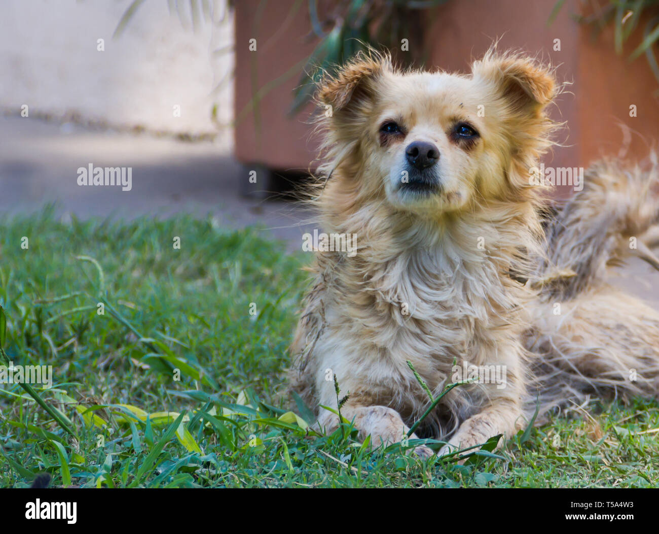 Stray dog vittima di abbandono e di crudeltà Foto Stock