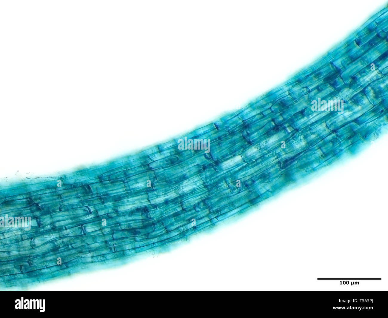 Campo luminoso di luce micrografia di una rapa seedling root (colorato) Foto Stock