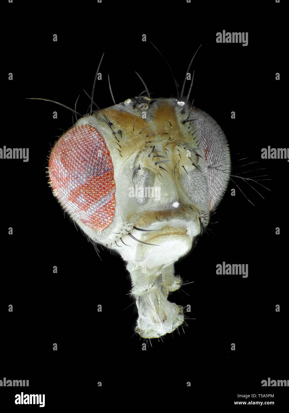 Testa di Drosophila melanogaster, luce riflessa microfotografia Foto Stock