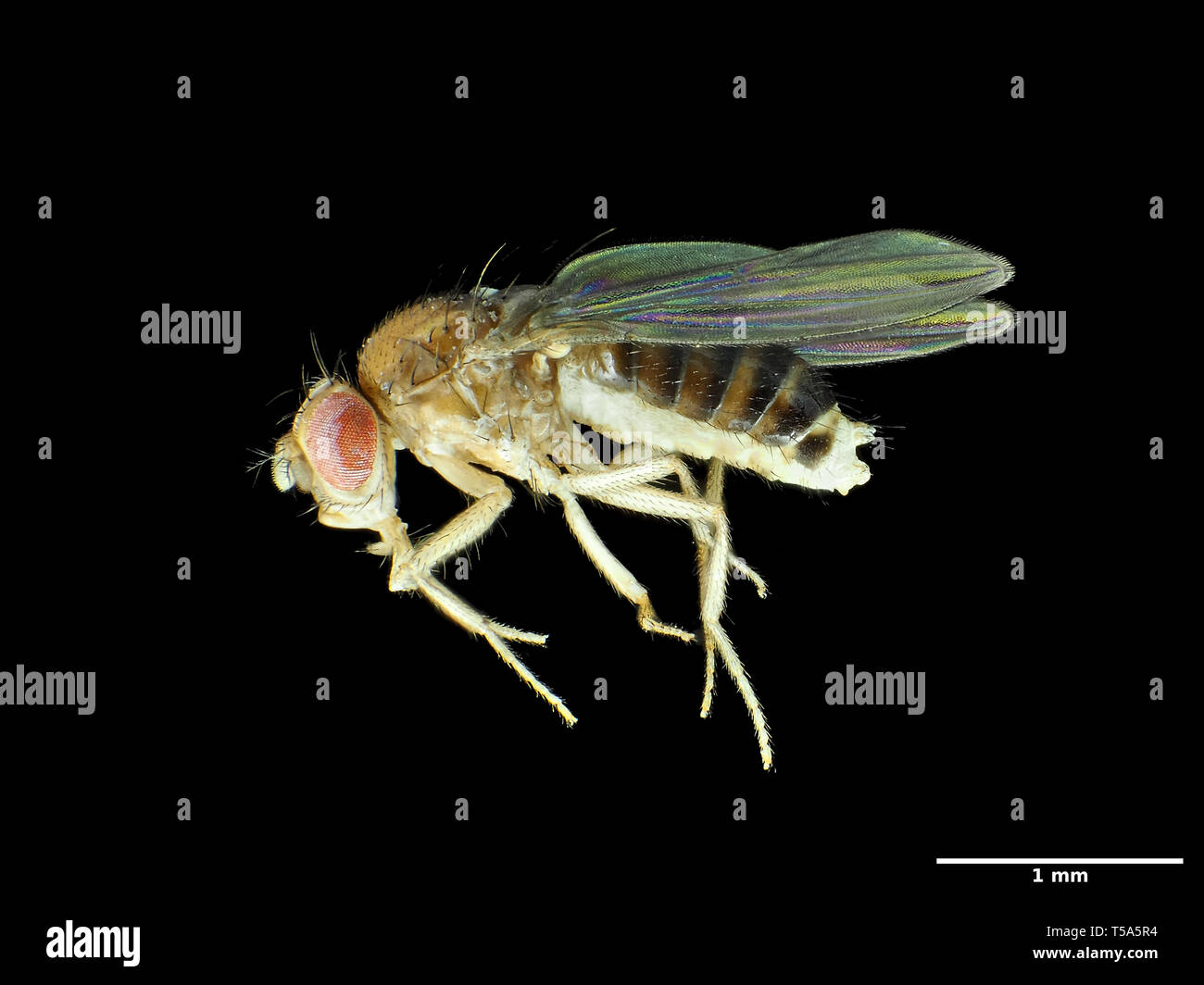 Piccola mosca della frutta (circa 2,5 mm di lunghezza) Drosophila melanogaster Foto Stock