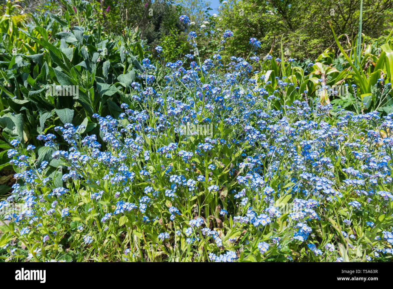 Forget-Me poveri, AKA Scorpion erbe, piccoli fiori blu dal genere Myosotis, fioritura in tarda primavera nel Regno Unito. Forget-Me blu-Non. Foto Stock