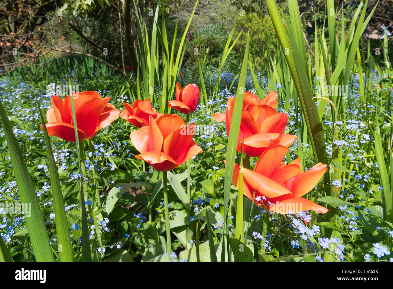 Tulipani rossi in un giardino in primavera (aprile) nel West Sussex, in Inghilterra, Regno Unito. Foto Stock