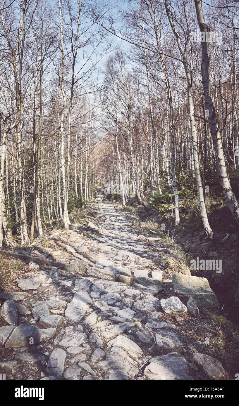 Escursionismo percorso di pietra in una foresta di montagna, tonificazione del colore applicato, Karkonosze National Park, Karpacz, Polonia. Foto Stock