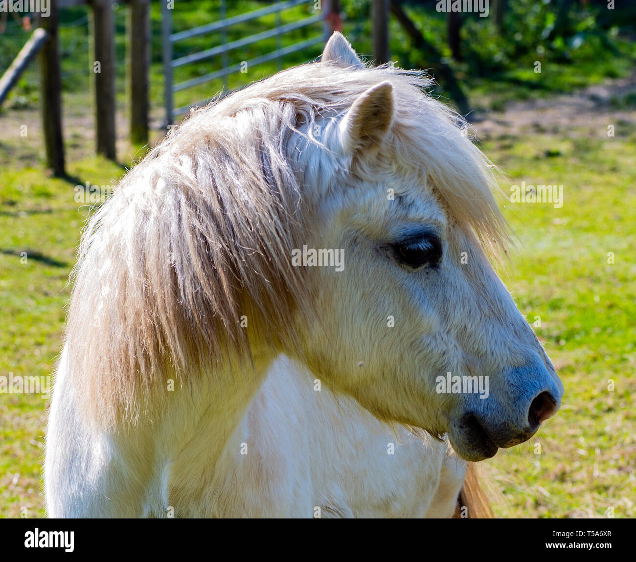 Bellissimo cavallo bianco a ribalta in legno Santuario animale, Crowhurst, East Sussex, Inghilterra Foto Stock