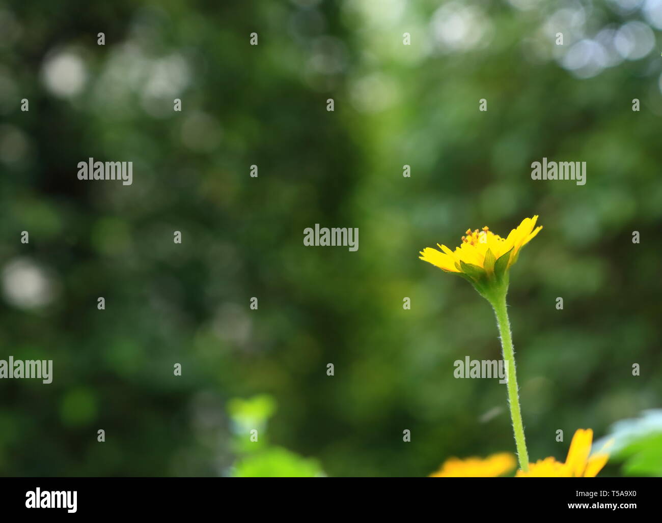 Il coraggio di stare da solo. (Creeping daisy fiore con sfondo bokeh di fondo) Foto Stock