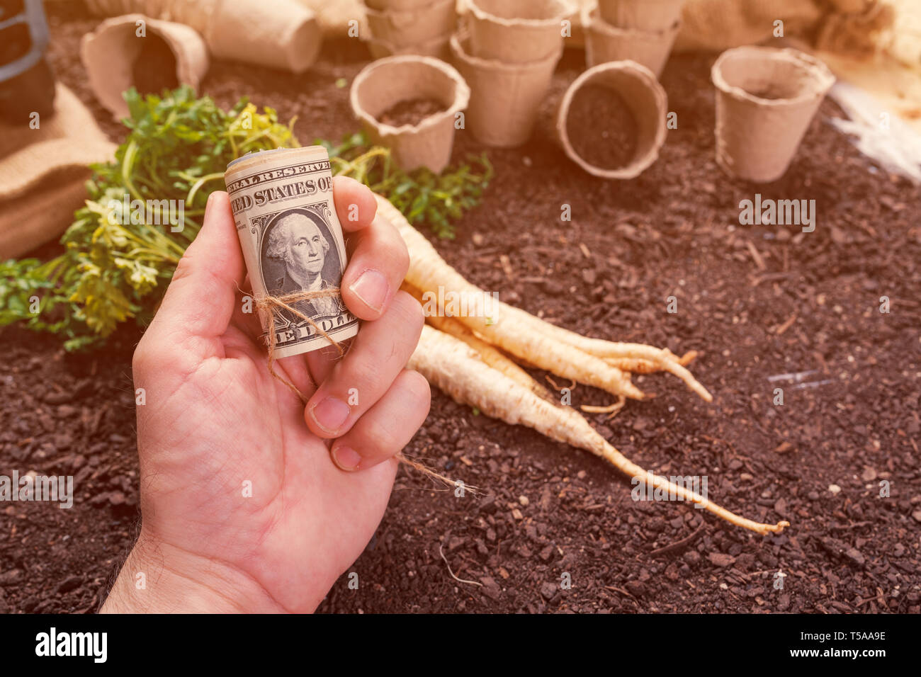 Fare profitti da prezzemolo organico allevamento, l'agricoltore che detiene il rotolo di banconote americane su raccolte di prezzemolo radicate sul suolo di giardino massa Foto Stock