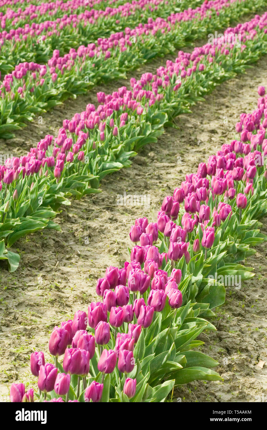 Mount Vernon, Washington, Stati Uniti d'America. Campo di tulipani viola. Foto Stock