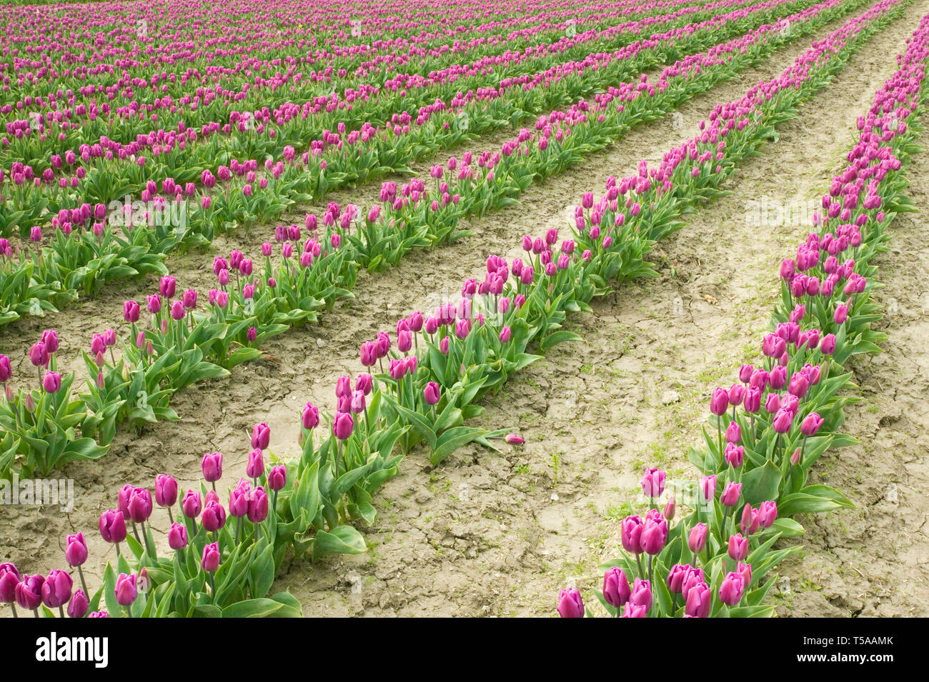 Mount Vernon, Washington, Stati Uniti d'America. Campo di tulipani viola. Foto Stock