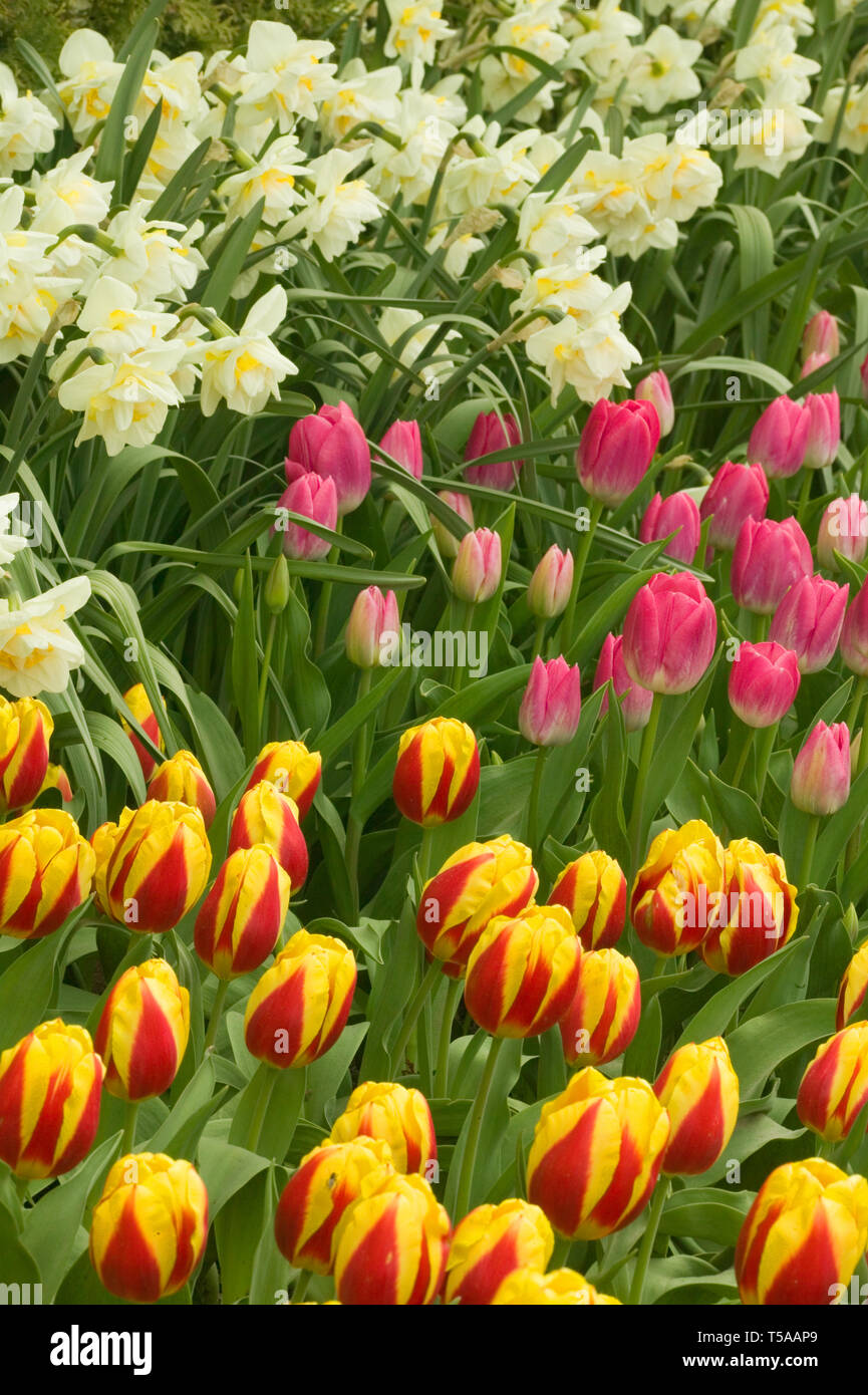 Mount Vernon, Washington, Stati Uniti d'America. Tulipani e narcisi in crescita. Foto Stock