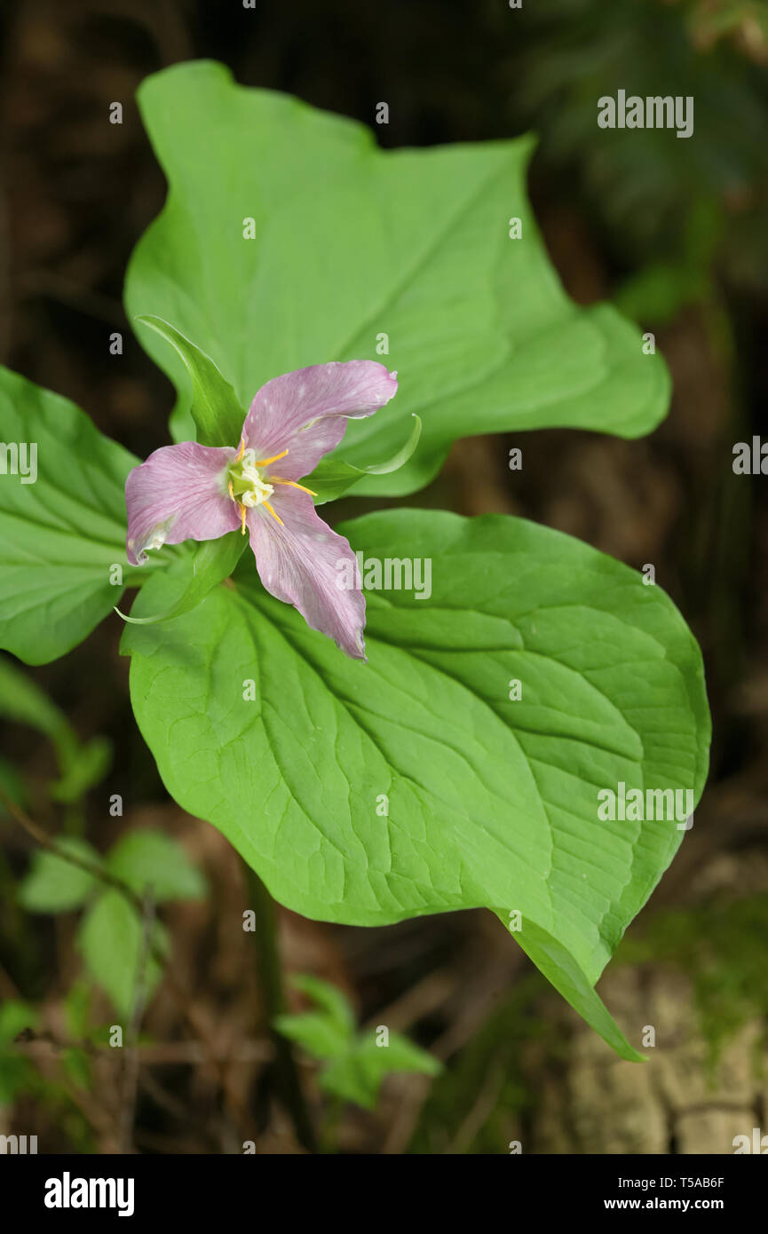 Issaquah, Washington, Stati Uniti d'America. Western Trillium, Bianco Trillium o Wake Robin (Trillium ovatum) di fiori selvaggi. Foto Stock