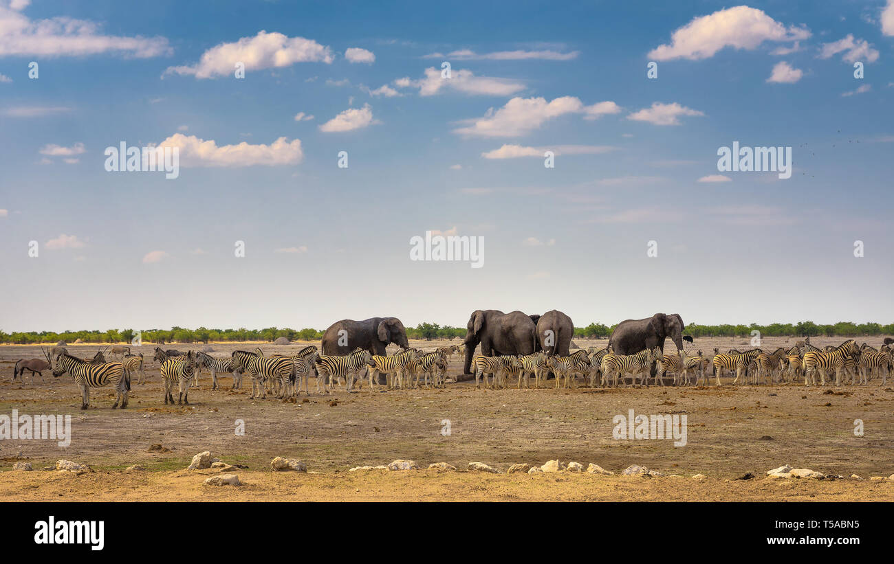 Gli elefanti africani e zebre a waterhole in Etosha National Park, Namibia Foto Stock