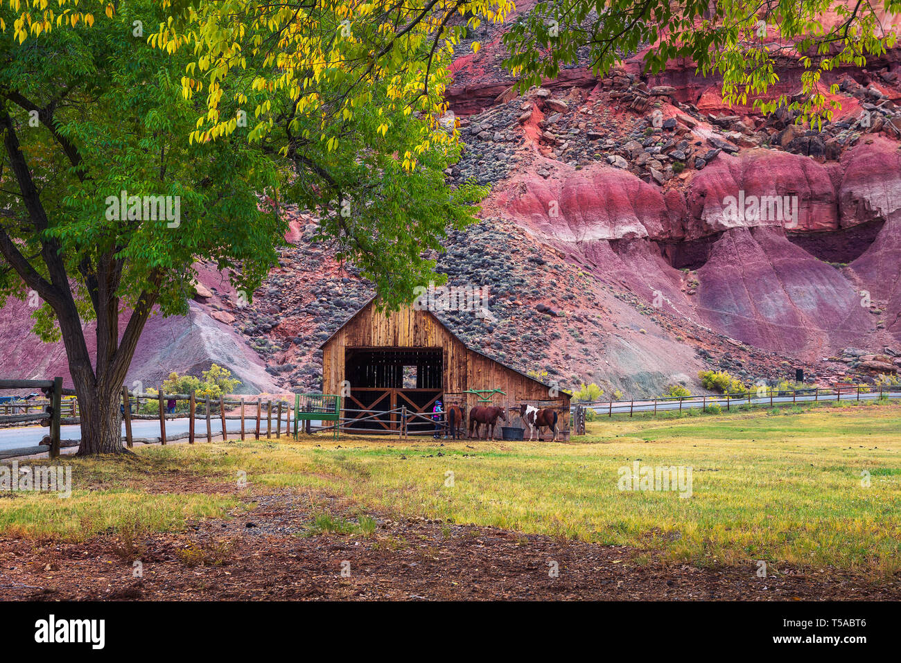 Fienile storico con i cavalli nel Parco nazionale di Capitol Reef, Utah Foto Stock