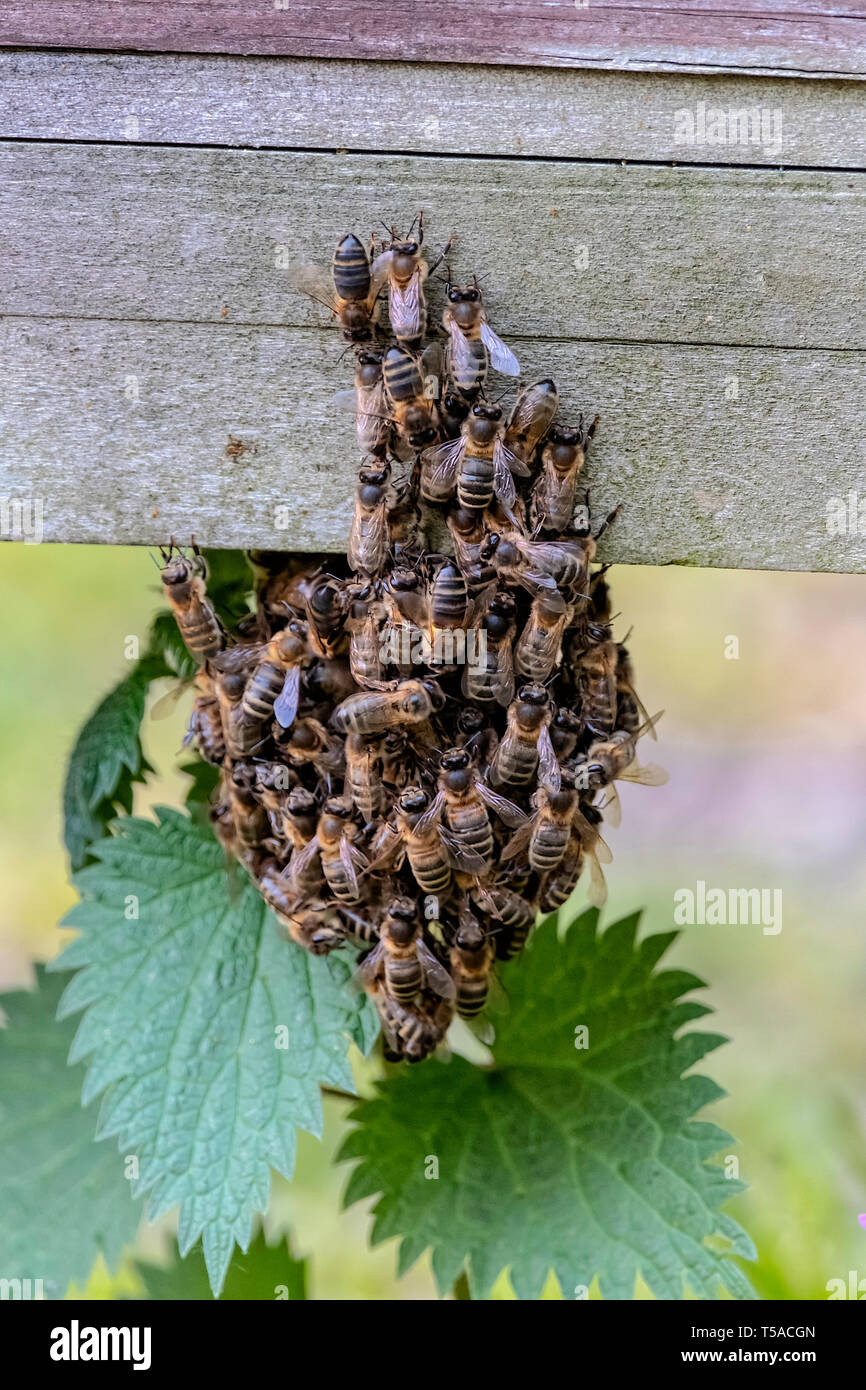 Api mellifere raccogliendo sul bordo di un alveare. Dopo qualche tempo caldo NEL REGNO UNITO Foto Stock