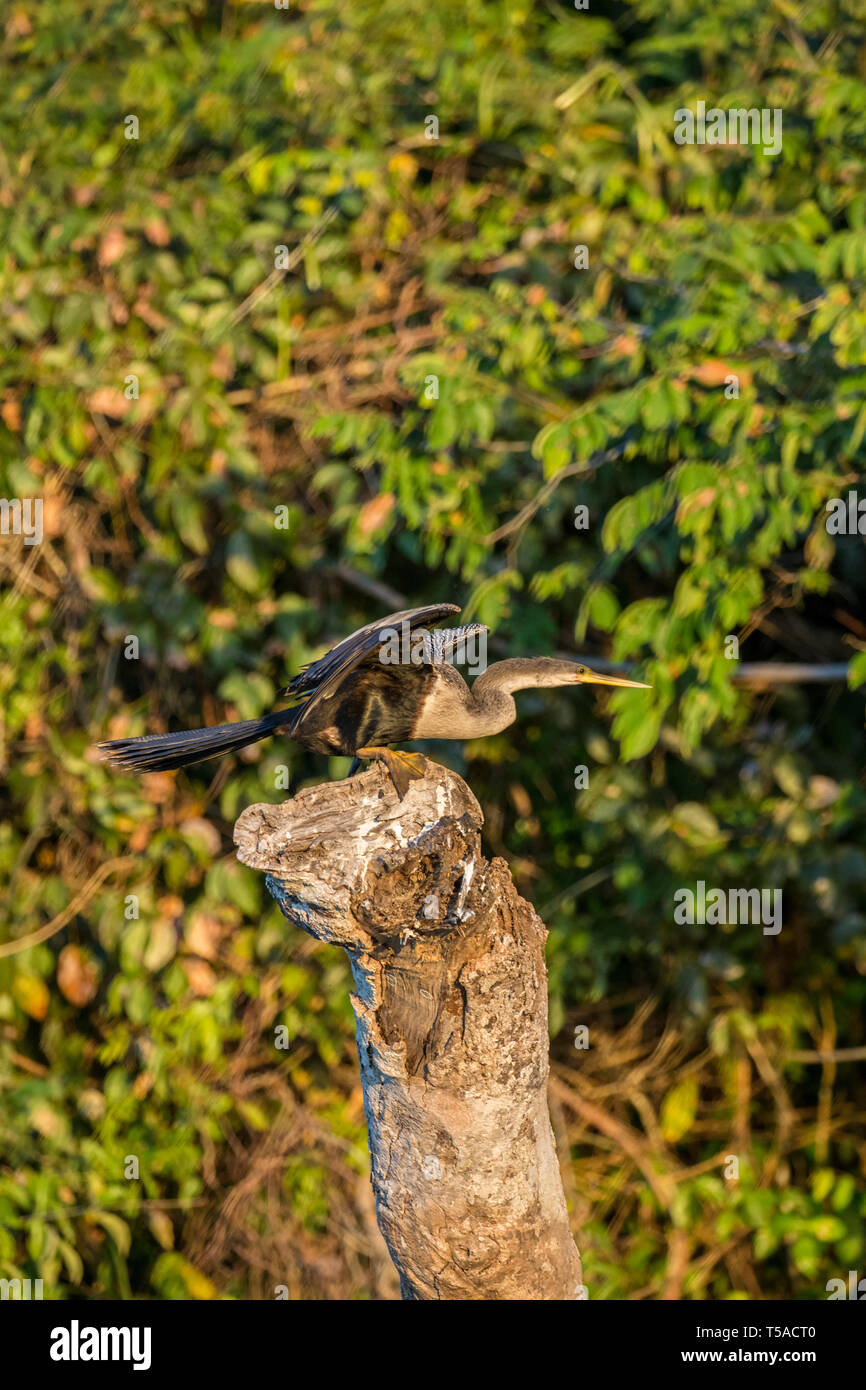 Regione Pantanal, Mato Grosso, Brasile, Sud America. Anhinga circa a prendere il volo lungo il fiume Cuiaba. Foto Stock