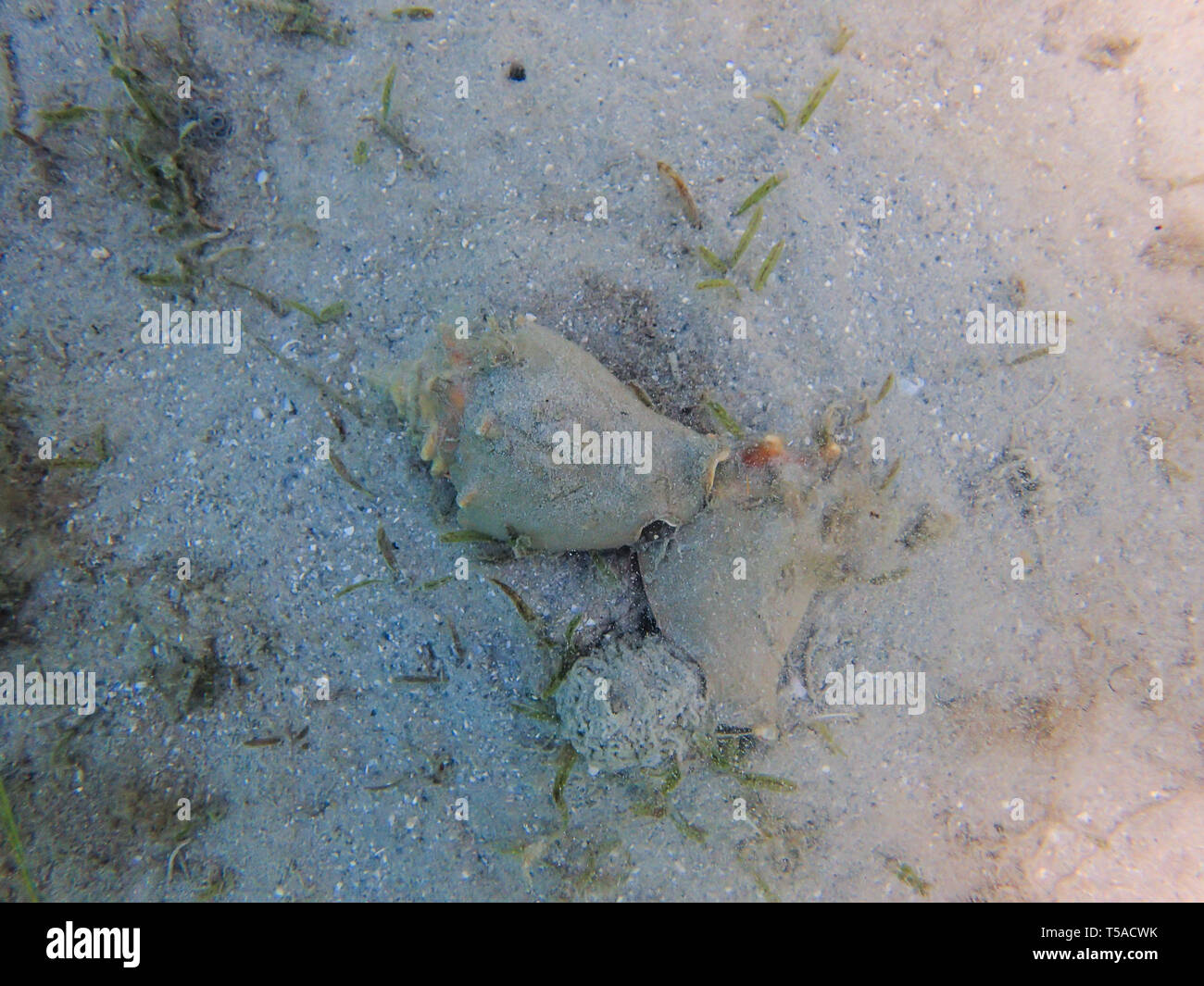 Queen Conch, (Strombus gigas), fissaggio maschio la femmina come cominciano ad accoppiarsi , Singer Island, Florida. Foto Stock