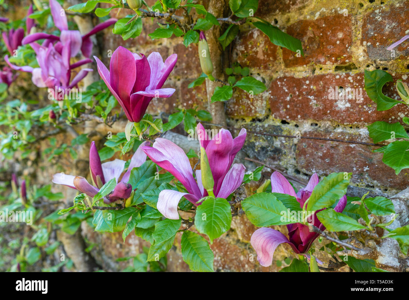 I fiori di un rosa Mulan albero di Magnolia spalliera (Magnolia liliiflora) in un giardino nel sud dell'Inghilterra, Regno Unito Foto Stock