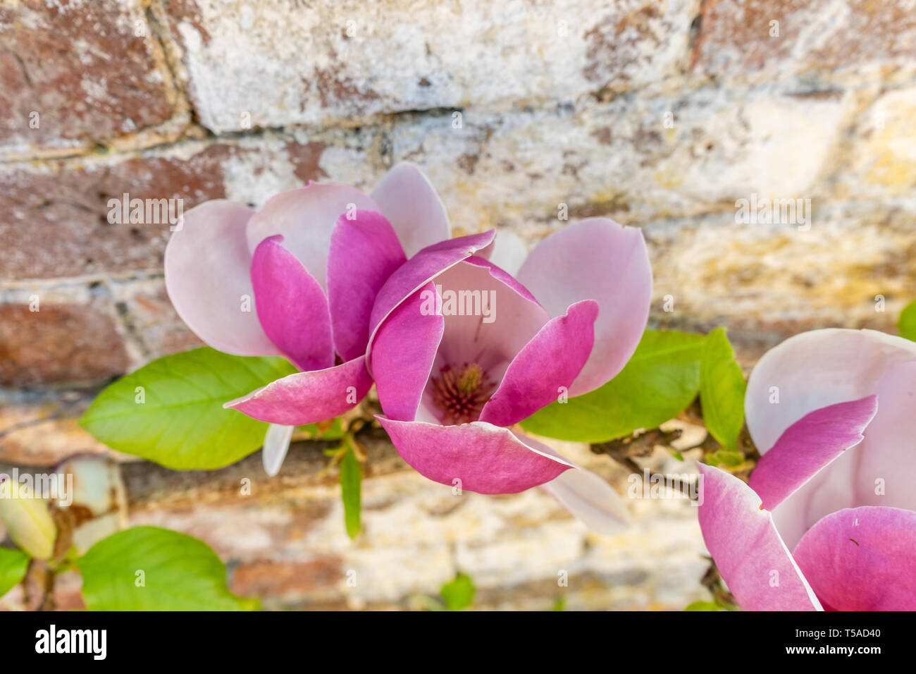 Fiori rosa rosa della Magnolia soulangeana, detta anche piattino o magnolia cinese, si sono appesi su un muro nell'Inghilterra meridionale in primavera, nel Regno Unito Foto Stock