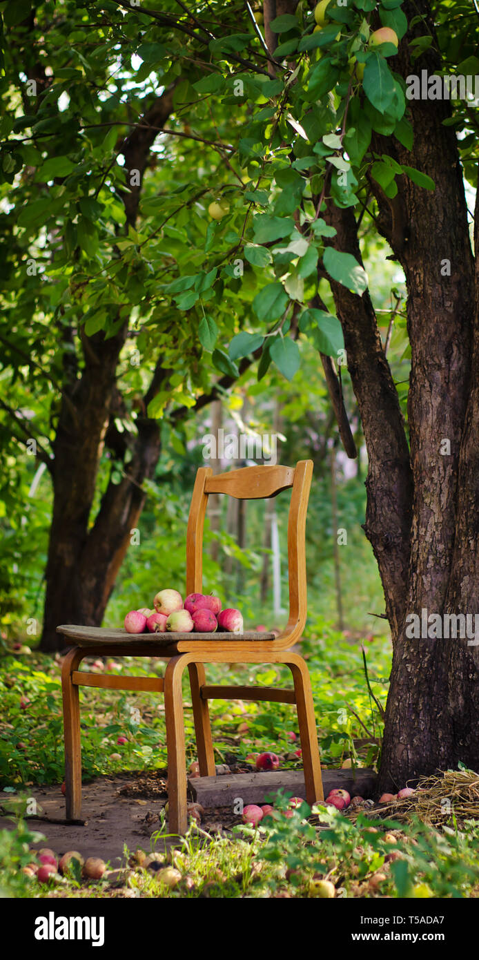 Mature mele deliziose giacciono sulla vecchia sedia in giardino Foto Stock