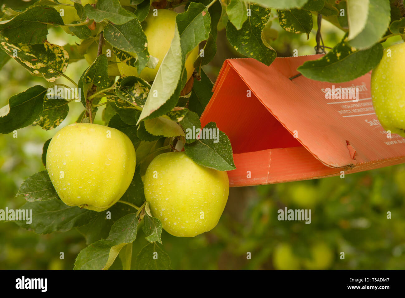 Wenatchee, Washington, Stati Uniti d'America. Mela Golden sulla struttura ad albero e una Biolure Scenturion pest control trappola accanto a loro. Foto Stock