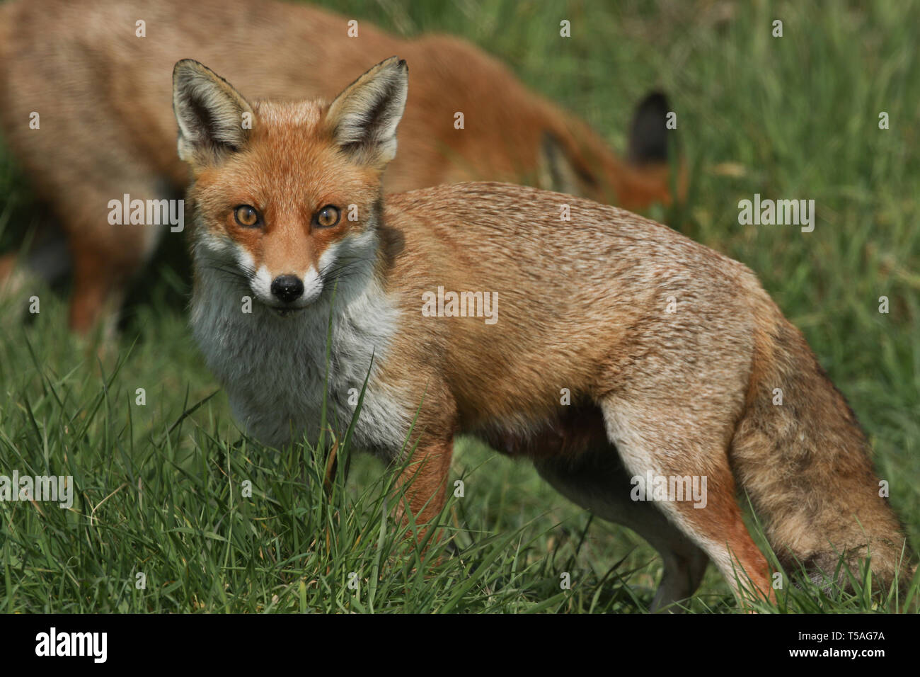 Due magnifiche wild Red Fox (Vulpes vulpes vulpes) a caccia di cibo da mangiare in erba lunga. Foto Stock