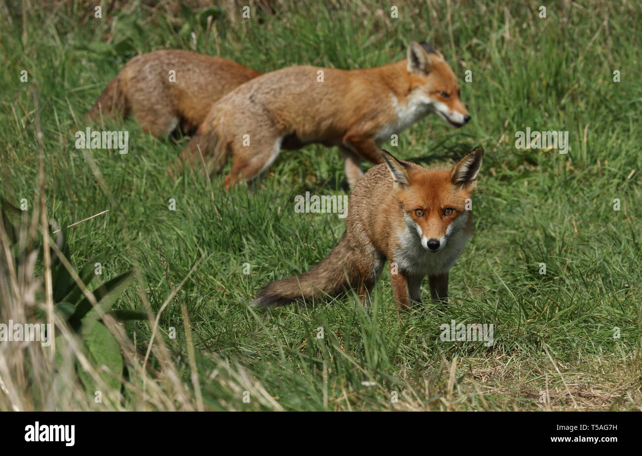 Tre magnifiche wild Red Fox (Vulpes vulpes vulpes) a caccia di cibo da mangiare in erba lunga. Foto Stock