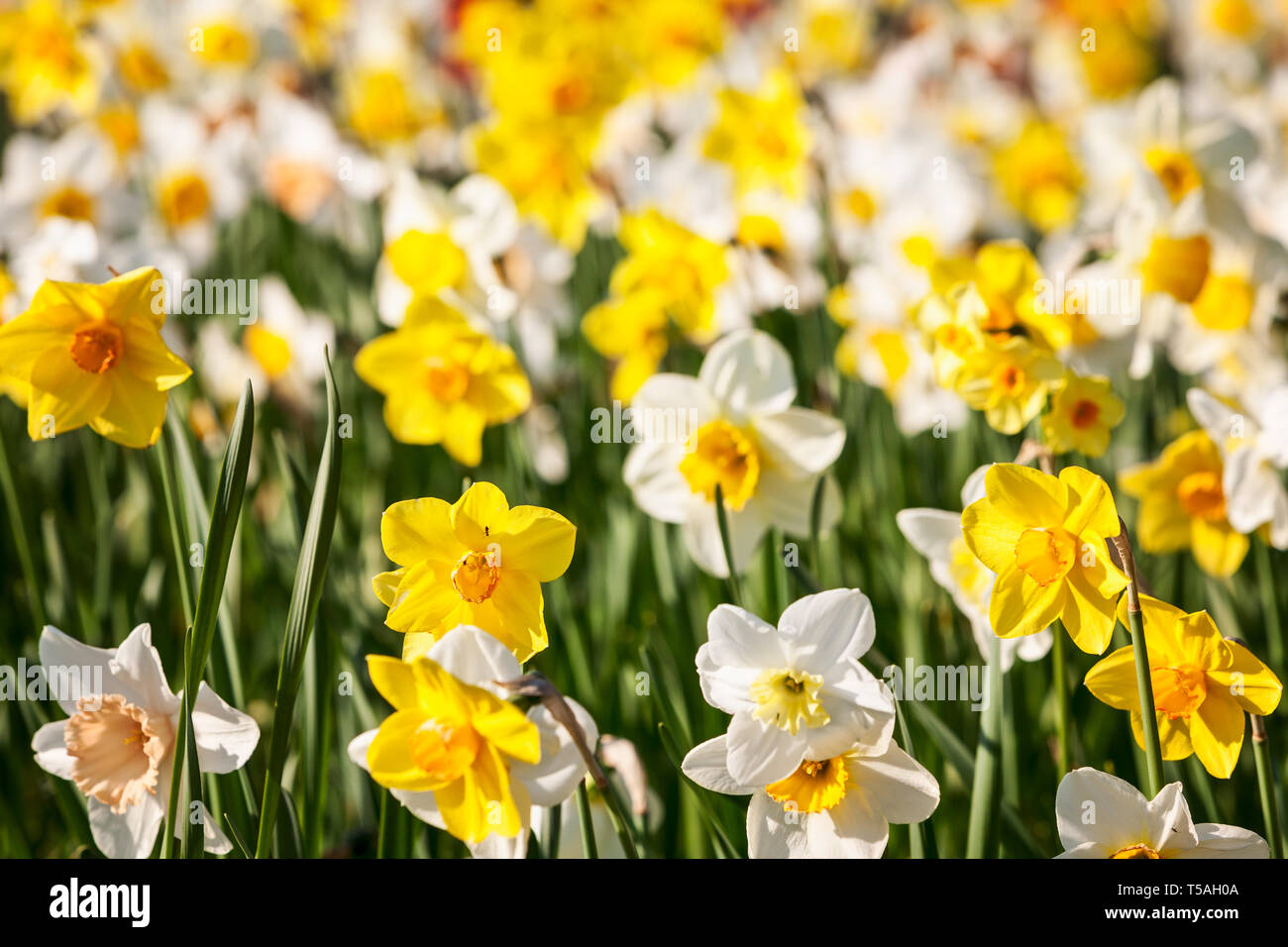 Colorato daffodil flower garden background in estate. Letto di fiori con bella bianco e giallo narciso. Il Giardinaggio e fiori di pasqua concetto, sele Foto Stock