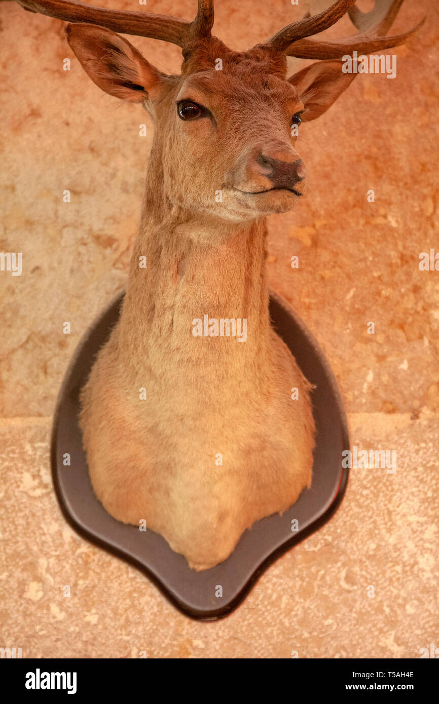 Montato Antelope Foto Stock