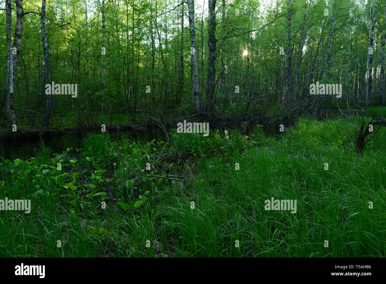 Tramonto nella foresta di betulle sulle rive del fiume su sfondi bosco folto di piante selvatiche Foto Stock