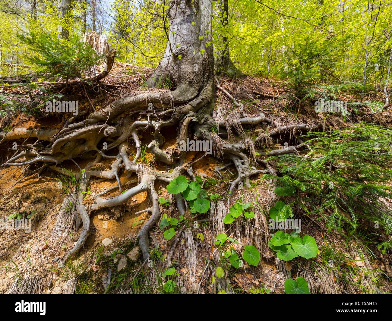 Radice vista visibile sotto il livello del suolo in foresta Foto Stock